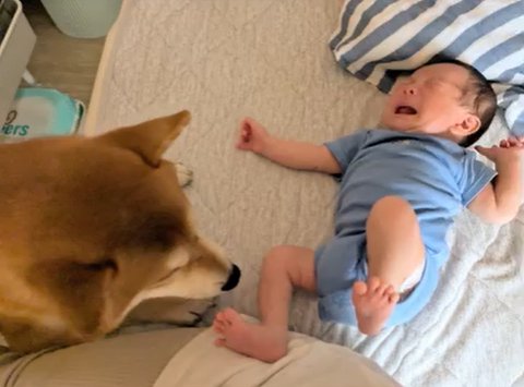 泣く赤ちゃんを見守る柴犬