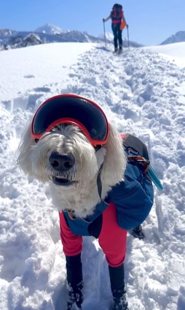 雪山に立つゴールデンドゥードゥル