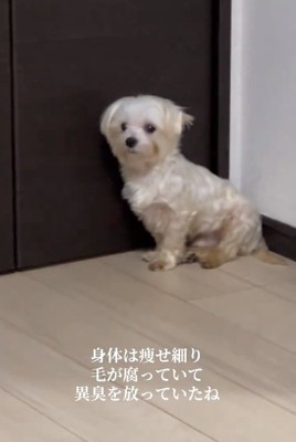 やせていたポッポくん