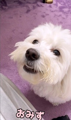 とうふちゃんの聞き間違い8