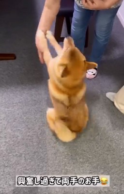 両手でお手するぽてとくん