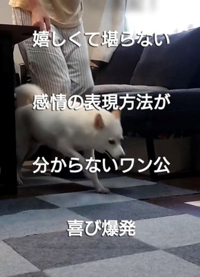 勢いよく走る犬