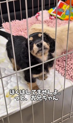 足湯を覚えた赤ちゃん犬6