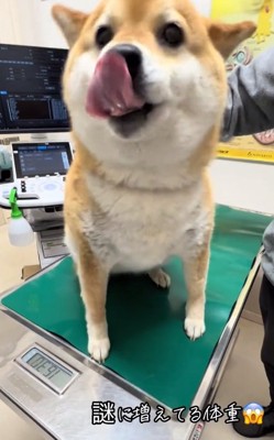 体重が増えたあーちゃん