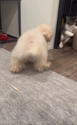 ジャンプする子猫