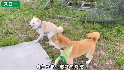 茶色い犬を睨む白い犬