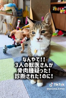 ぽちこちゃんと猫