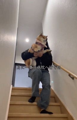 抱っこされる犬