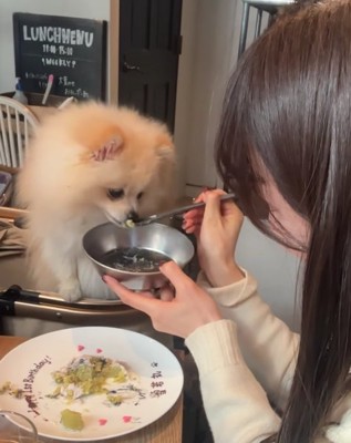 器に顔を近づける犬