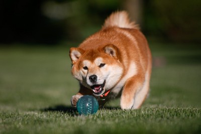 ボールを追う柴犬