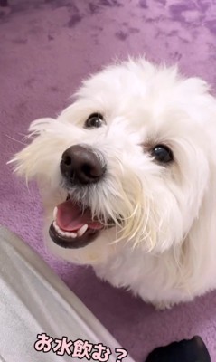 とうふちゃんの聞き間違い6