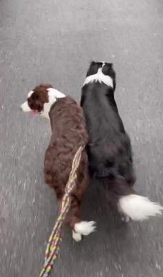 ルナちゃん＆リッカちゃんのお散歩2