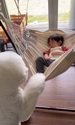 犬にキスする男の子