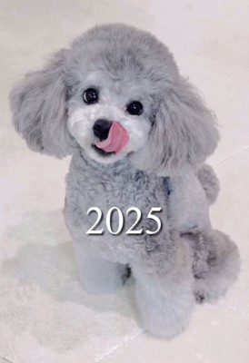 舌をペロリと出した成犬の犬