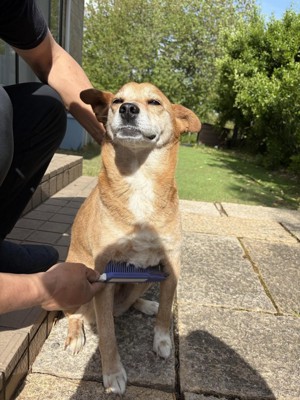 胸元をブラッシングされる犬