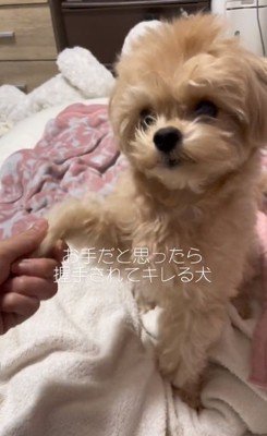 手を握る飼い主さん