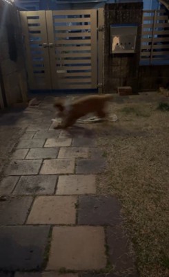 アルくんとの出会い5