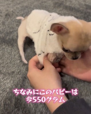 洋服を整えてもらう犬