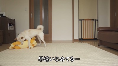 噛んだり振り回したりして遊んでいます