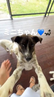 女性に飛びつく垂れ耳の犬