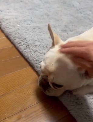 パパに撫でられるアビーちゃん