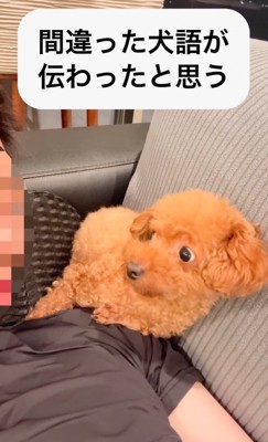 頭の近くに座る犬