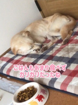 きなこちゃんの変化、もなかちゃんとの出会い2