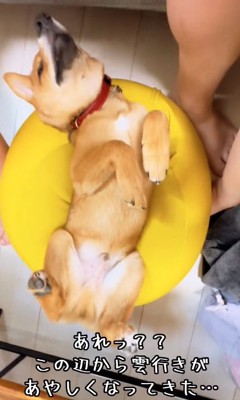 ヘソ天する小鉄くん