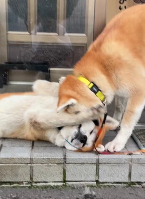 横になっている秋田犬に顔をうずめるもう1匹の秋田犬