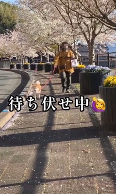 ちゃこさんを待ち伏せした時の反応2