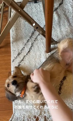 お迎え後のどん君の変化3