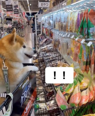 おやつを見て笑顔を見せる犬