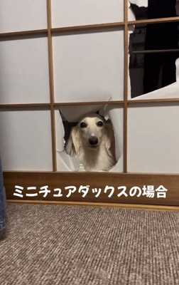 カメラ目線のダックスフンド