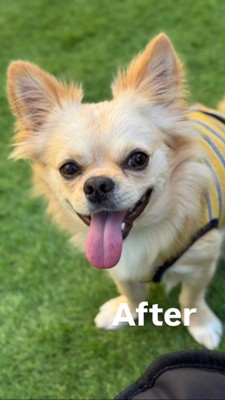 満面の笑みを浮かべる、服を着たチワワ