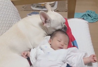 赤ちゃんに寄り添うロイちゃん7