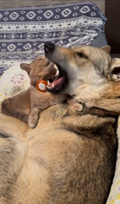 ワゾウスキくん&マイキーくん7