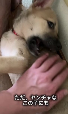 甘噛みもしてくれた!!