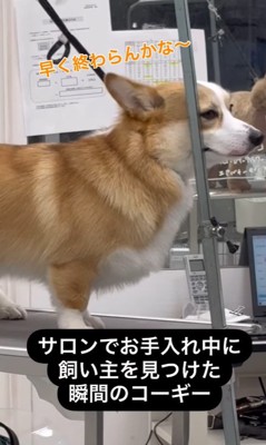 飼い主さんを発見したうにちゃん3