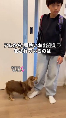 帰宅した男の子をお迎えする犬