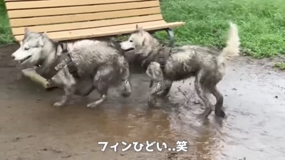 追いかけっこで泥犬完成