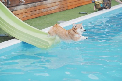 ウォータースライダーに挑戦するコパンちゃん4