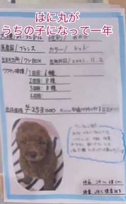 ペットショップで出会った犬