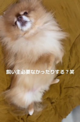 まどろむゆいるくん