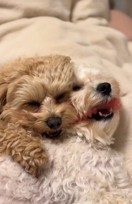 くっついて眠る小型犬達