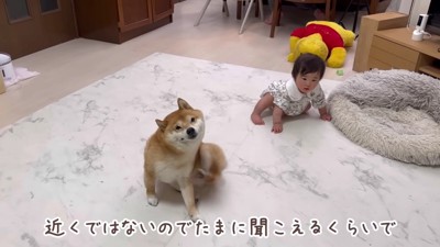 近づく雷鳴にソワソワ