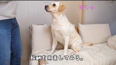 報酬で態度が変わるきなこちゃん8