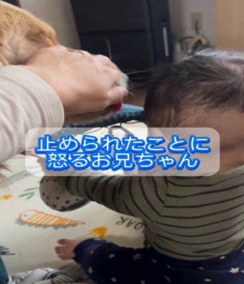 犬を手で止める