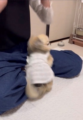 座っている人に体当たりする犬1