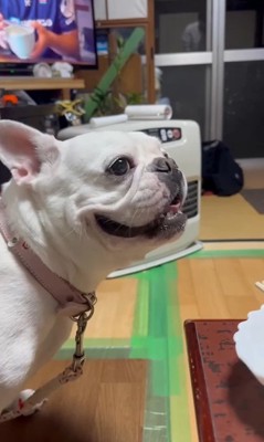 コロちゃんと赤ちゃんの初対面⑩