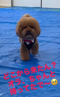 正面を見て近づく犬